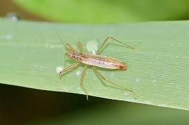 Attēlu rezultāti vaicājumam “Nabis limbatus”