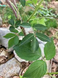 Attēlu rezultāti vaicājumam “Sambucus racemosa leaf”