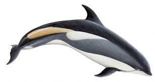 Image result for Balaenoptera acutorostrata