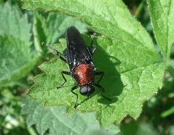 Attēlu rezultāti vaicājumam “Clitellaria ephippium”
