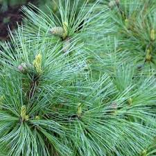 Attēlu rezultāti vaicājumam “Pinus peuce”