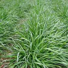 Attēlu rezultāti vaicājumam “Lolium perenne”