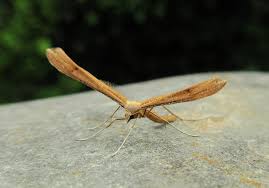 Attēlu rezultāti vaicājumam “Stenoptilia pterodactyla”