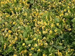 Attēlu rezultāti vaicājumam “Waldsteinia geoides flower”