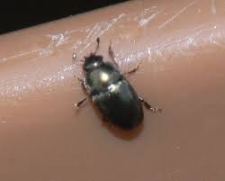 Attēlu rezultāti vaicājumam “Meligethes sp.”