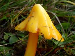 Attēlu rezultāti vaicājumam “Hygrocybe acutoconica”