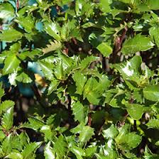 Attēlu rezultāti vaicājumam “Ilex x meserveae”