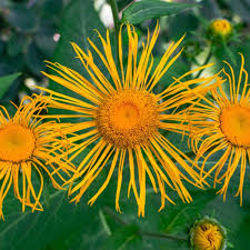 Attēlu rezultāti vaicājumam “Inula britannica flower”