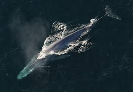 Image result for Balaenoptera borealis