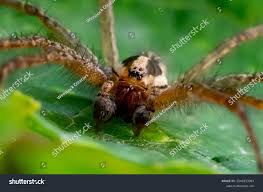 Attēlu rezultāti vaicājumam “Miturgidae”