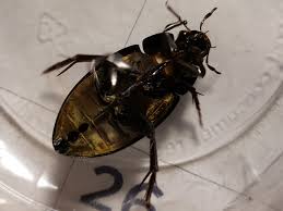 Attēlu rezultāti vaicājumam “Enochrus affinis”