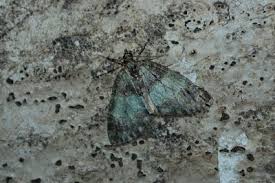 Attēlu rezultāti vaicājumam “Hydriomena impluviata”