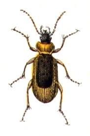 Attēlu rezultāti vaicājumam “Nebria livida”