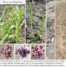 Attēlu rezultāti vaicājumam “Allium scorodoprasum leaf”