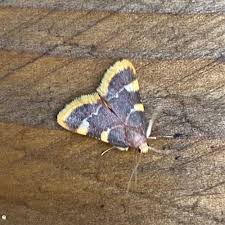 Attēlu rezultāti vaicājumam “Hypsopygia costalis”