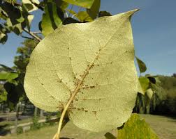 Attēlu rezultāti vaicājumam “Populus laurifolia”