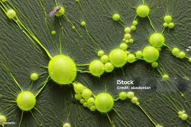 Attēlu rezultāti vaicājumam “Cyanophyta”