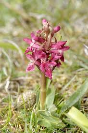 Attēlu rezultāti vaicājumam “Dactylorhiza incarnata leaf”