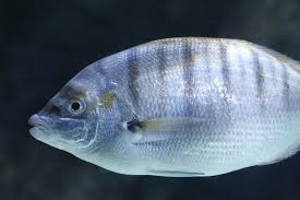 Image result for Diplodus puntazzo