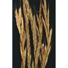 Attēlu rezultāti vaicājumam “Bromopsis benekenii”