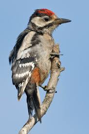 Attēlu rezultāti vaicājumam “Dendrocopos major juvenile”