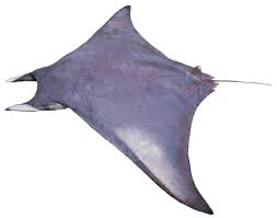 Image result for Mobula hypostoma