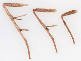 Attēlu rezultāti vaicājumam “Hypenodes humidalis”