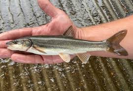 Image result for Ptychocheilus grandis