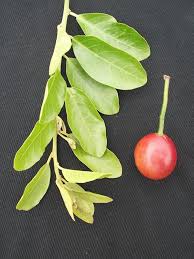 Attēlu rezultāti vaicājumam “Calamagrostis canescens fruit”