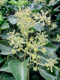 Attēlu rezultāti vaicājumam “Hedera helix  flower”
