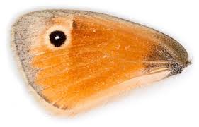 Attēlu rezultāti vaicājumam “Coenonympha pamphilus underside”
