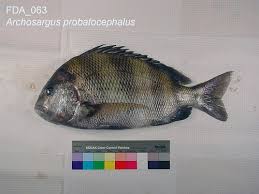 Image result for Archosargus probatocephalus
