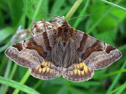 Attēlu rezultāti vaicājumam “Euclidia glyphica”