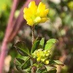 Attēlu rezultāti vaicājumam “Trifolium dubium fruit”