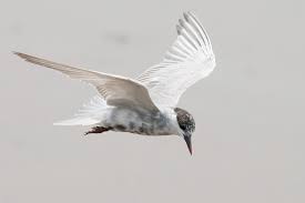 Attēlu rezultāti vaicājumam “Chlidonias hybrida adult”