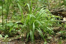 Attēlu rezultāti vaicājumam “Brachypodium sylvaticum leaf”