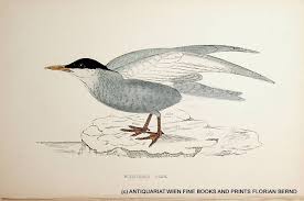 Attēlu rezultāti vaicājumam “Chlidonias hybrida”