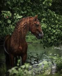 Image result for chestnut friesian