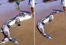 Cryptomundo » Plesiosaur Photo Hoax