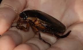 Attēlu rezultāti vaicājumam “Dytiscus dimidiatus”