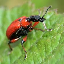 Attēlu rezultāti vaicājumam “Apoderus coryli”