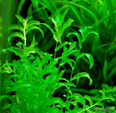 Attēlu rezultāti vaicājumam “Potamogeton perfoliatus flower”