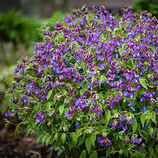 Attēlu rezultāti vaicājumam “Lathyrus vernus”