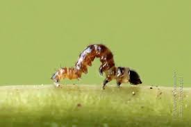 Attēlu rezultāti vaicājumam “Gortyna flavago”