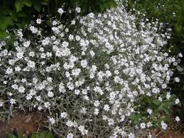 Attēlu rezultāti vaicājumam “Cerastium tomentosum flower”