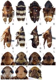 Attēlu rezultāti vaicājumam “Planaphrodes sp.”