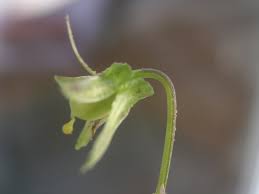 Attēlu rezultāti vaicājumam “Viola tricolor subsp. curtisii bud”