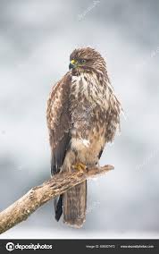 Attēlu rezultāti vaicājumam “Buteo buteo adult”