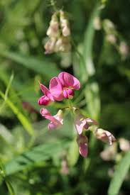 Attēlu rezultāti vaicājumam “Lathyrus sylvestris bud”