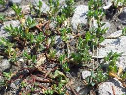 Attēlu rezultāti vaicājumam “Polygonum arenastrum flower”